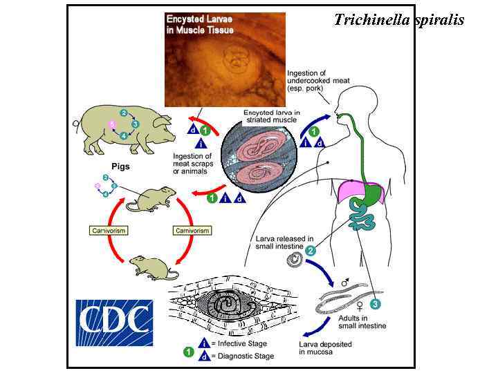 Trichinella spiralis жизненный цикл схема