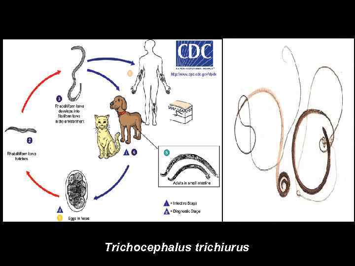 Trichocephalus trichiurus 