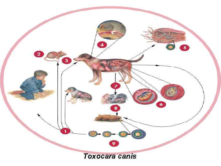 Toxocara canis 