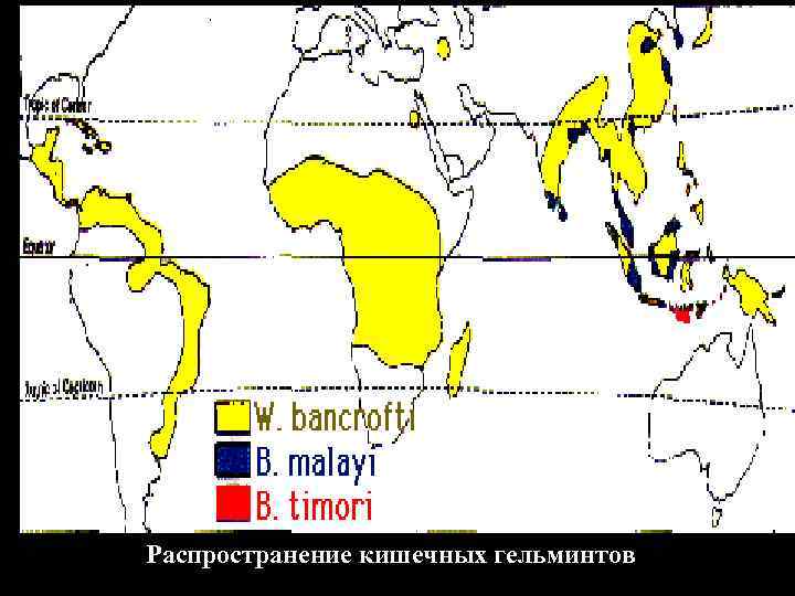 Распространение кишечных гельминтов 