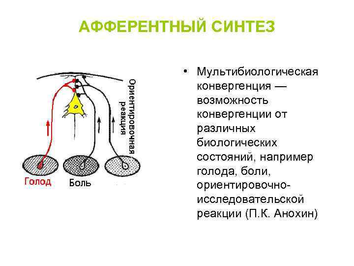 АФФЕРЕНТНЫЙ СИНТЕЗ  • Мультибиологическая   конвергенция —   возможность  