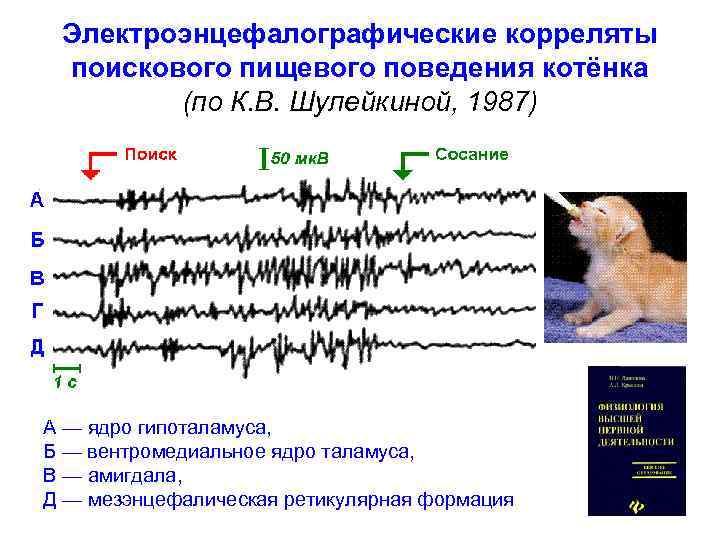  Электроэнцефалографические корреляты поискового пищевого поведения котёнка   (по К. В. Шулейкиной, 1987)