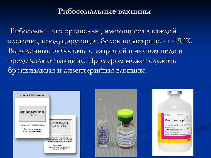    Рибосомальные вакцины  Рибосомы - это органеллы, имеющиеся в каждой клеточке,