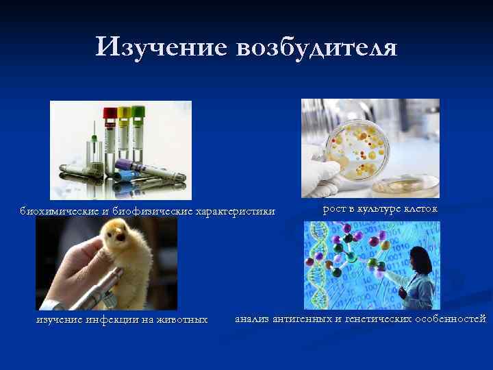   Изучение возбудителя биохимические и биофизические характеристики  рост в культуре клеток 