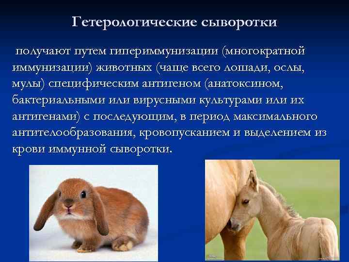    Гетерологические сыворотки получают путем гипериммунизации (многократной иммунизации) животных (чаще всего лошади,