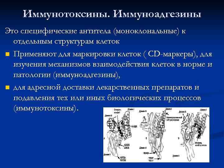   Иммунотоксины. Иммуноадгезины Это специфические антитела (моноклональные) к  отдельным структурам клеток n