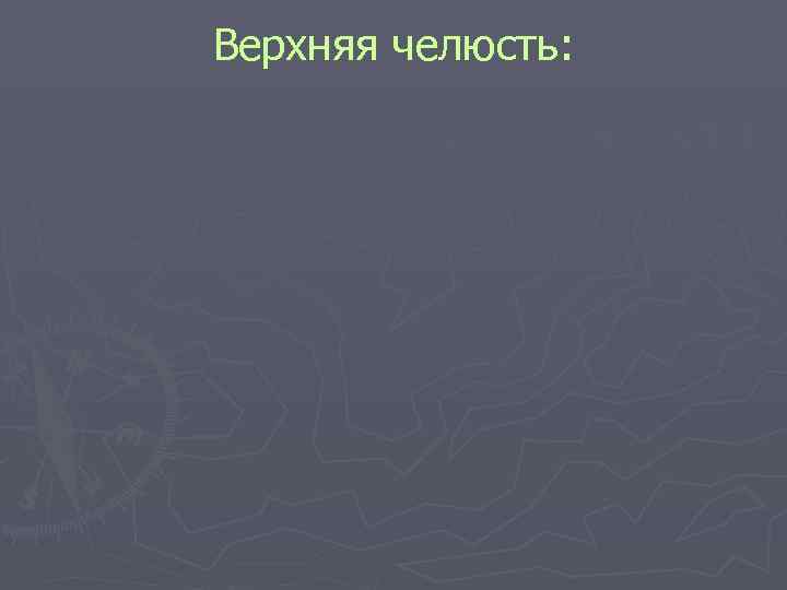 Верхняя челюсть: Верхняя челюсть: