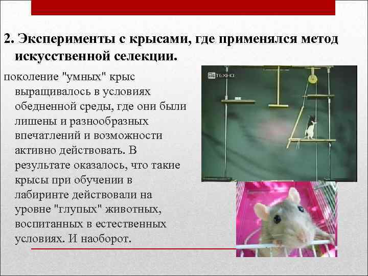 2. Эксперименты с крысами, где применялся метод искусственной селекции. поколение "умных" крыс выращивалось в