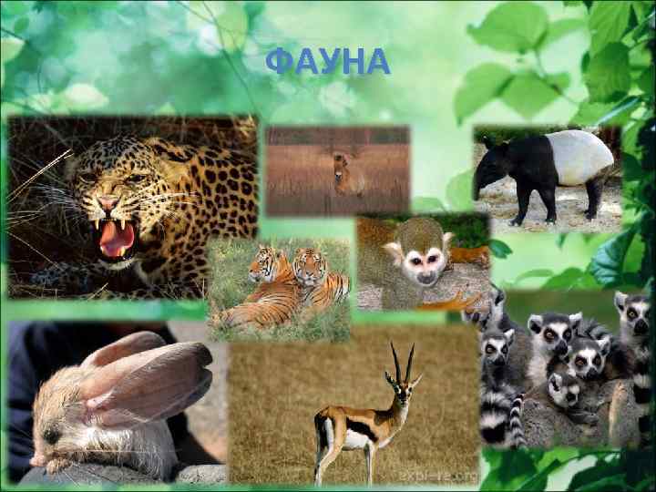 ФАУНА 