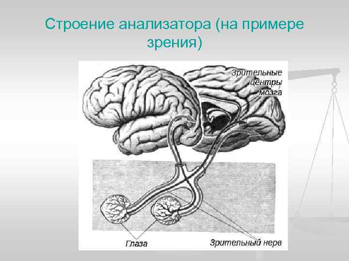 Строение анализатора (на примере зрения) Строение анализатора (на примере зрения)