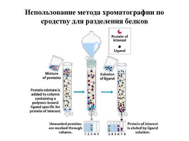 Выделение белка