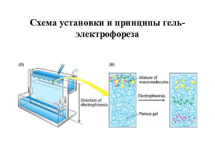 Ничего не могу с собой поделать электрофорез. Электрофорез в агарозном геле принцип метода. Принципы SDS-гель электрофореза. Метод электрофореза в полиакриламидном геле. Электрофорез белков анод катод.