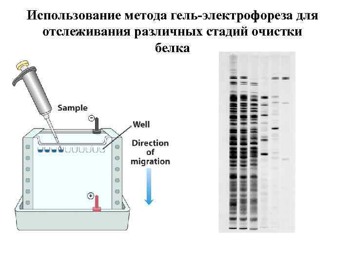 Методика электрофореза