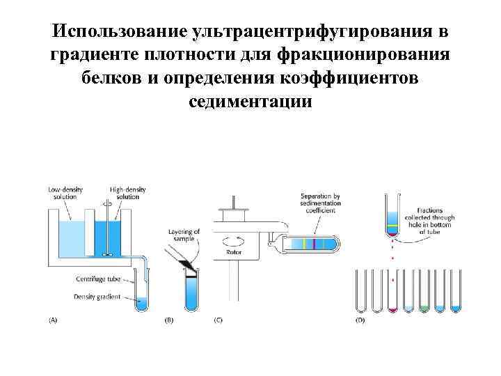 Седиментация белка. Ультрацентрифугирование в градиенте плотности. Ультрацентрифугирование область применения. Ультрацентрифугирование белков применение. Аналитическое ультрацентрифугирование.