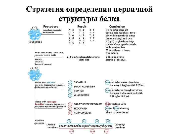 Стратегия определения первичной   структуры белка 