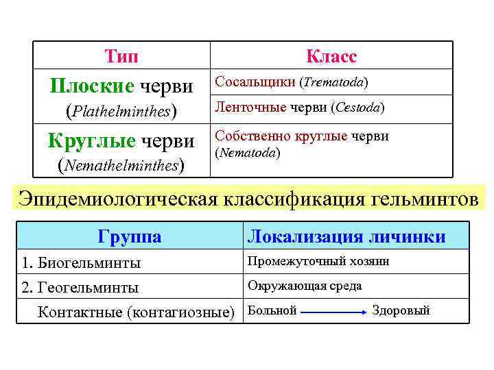   Тип     Класс  Плоские черви   Сосальщики