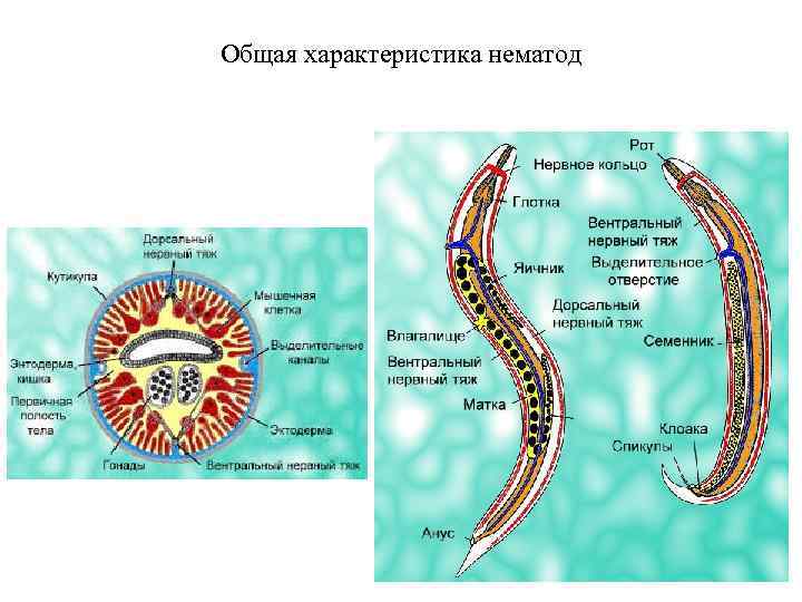 Общая характеристика нематод 