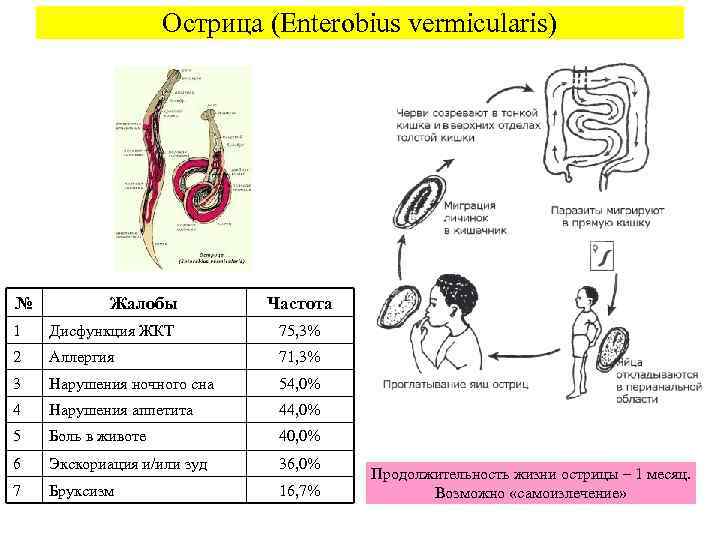     Острица (Enterobius vermicularis) №  Жалобы   Частота 1