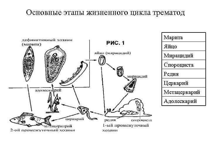 Основные этапы жизненного цикла трематод      Марита   