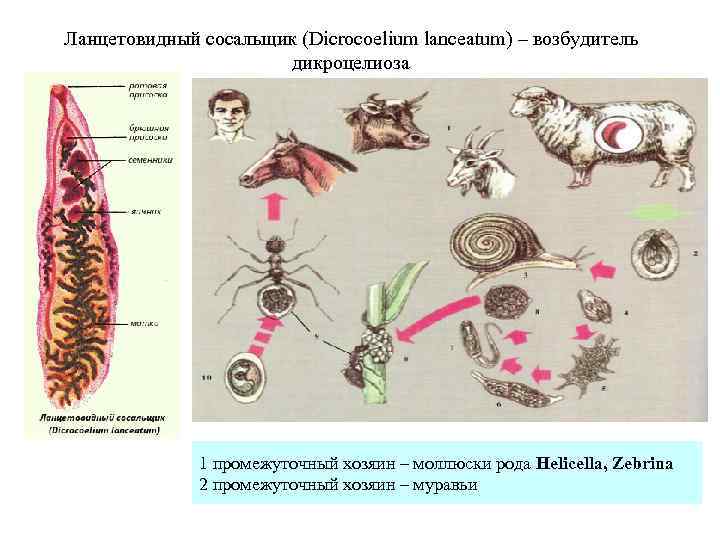 Ланцетовидный сосальщик (Dicrocoelium lanceatum) – возбудитель    дикроцелиоза    1