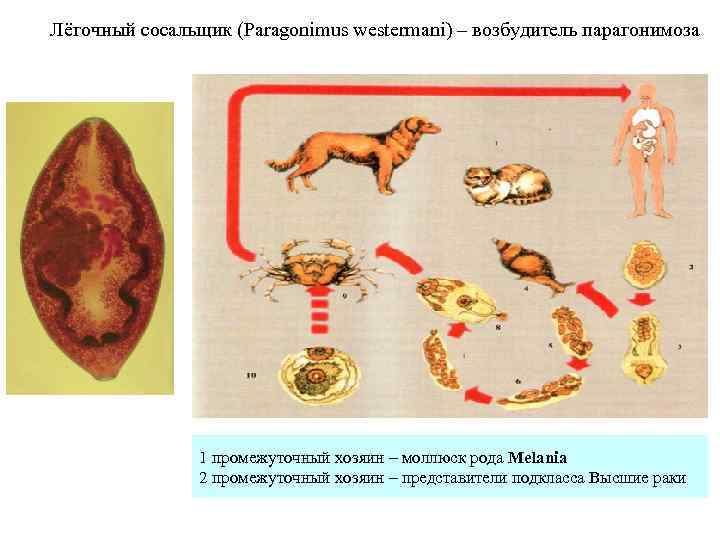 Лёгочный сосальщик (Paragonimus westermani) – возбудитель парагонимоза     1 промежуточный хозяин