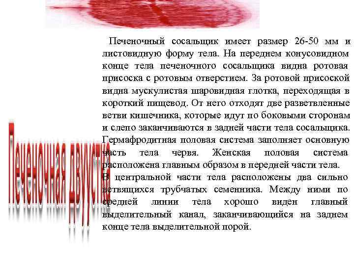 Печеночный сосальщик имеет размер 26 50 мм и листовидную форму тела. На Печеночный сосальщик имеет размер 26 50 мм и листовидную форму тела. На