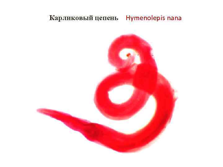Карликовый цепень Hymenolepis nana Карликовый цепень Hymenolepis nana