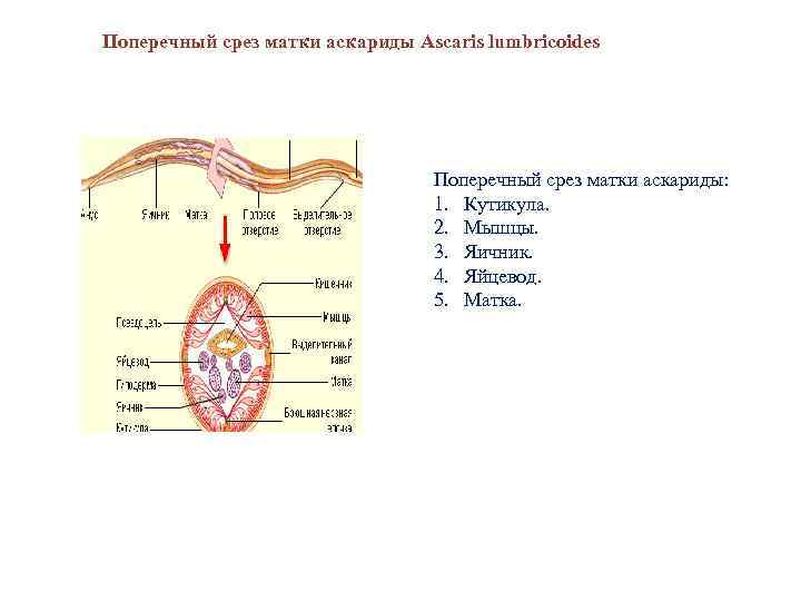 Рисунок строение аскариды