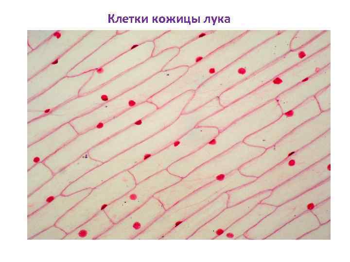 Клетки кожицы лука Клетки кожицы лука