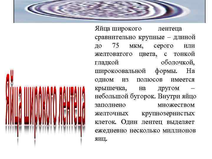 Яйца широкого лентеца сравнительно крупные – длиной до 75 мкм, серого Яйца широкого лентеца сравнительно крупные – длиной до 75 мкм, серого