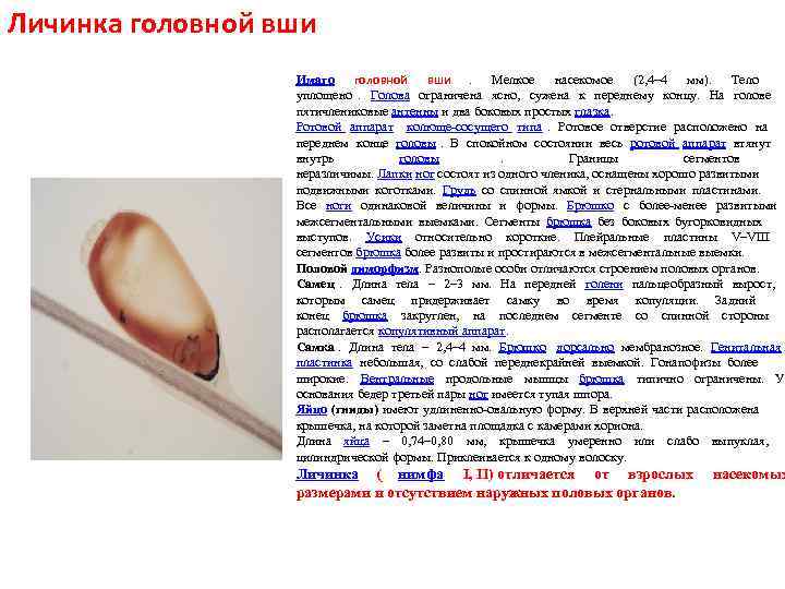 Личинка головной вши Имаго головной вши. Мелкое насекомое (2, 4– Личинка головной вши Имаго головной вши. Мелкое насекомое (2, 4–