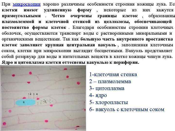При микроскопии хорошо различимы особенности строения кожицы лука. Ее клетки имеют удлиненную форму При микроскопии хорошо различимы особенности строения кожицы лука. Ее клетки имеют удлиненную форму