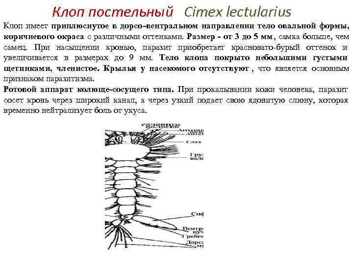 Клоп постельный Cimex lectularius Клоп имеет приплюснутое в дорсо -вентральном направлении Клоп постельный Cimex lectularius Клоп имеет приплюснутое в дорсо -вентральном направлении