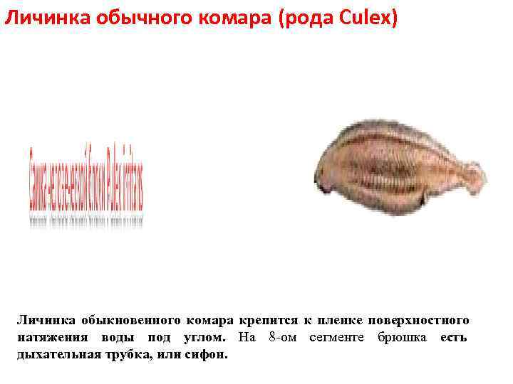 Личинка обычного комара (рода Culex) Личинка обыкновенного комара крепится к пленке поверхностного натяжения Личинка обычного комара (рода Culex) Личинка обыкновенного комара крепится к пленке поверхностного натяжения