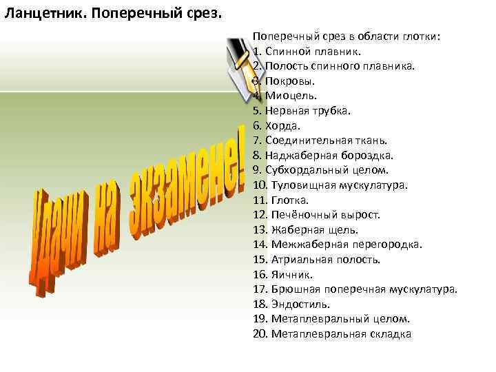 Ланцетник. Поперечный срез. Поперечный срез в области глотки: Ланцетник. Поперечный срез. Поперечный срез в области глотки: