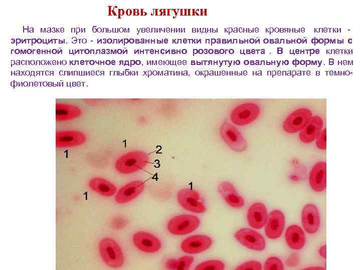 Большая часть тела лягушки снабжается кровью которая поступает по сосудам обозначенным на схеме