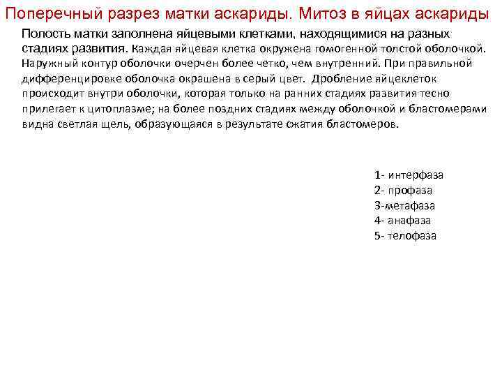 Поперечный разрез матки аскариды. Митоз в яйцах аскариды Полость матки заполнена яйцевыми клетками, находящимися Поперечный разрез матки аскариды. Митоз в яйцах аскариды Полость матки заполнена яйцевыми клетками, находящимися