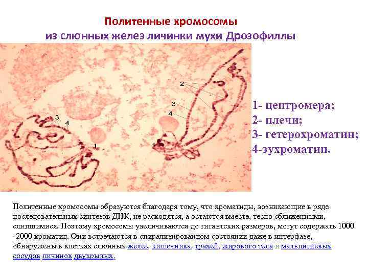 Муха дрозофила имеет 8 хромосом из них сколько материнских плат