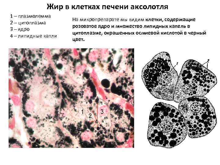 Жир в клетках печени аксолотля 1 – плазмолемма Жир в клетках печени аксолотля 1 – плазмолемма