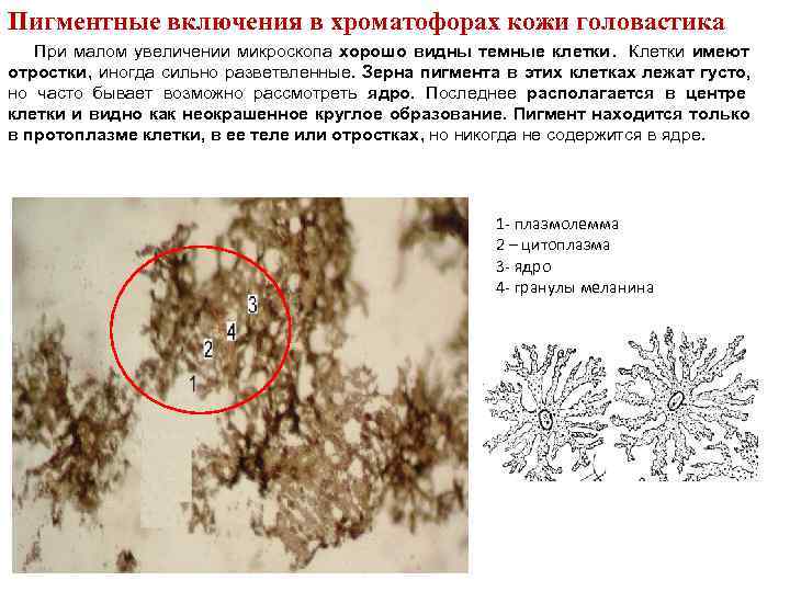 Пигментные включения в хроматофорах кожи головастика При малом увеличении микроскопа хорошо видны темные Пигментные включения в хроматофорах кожи головастика При малом увеличении микроскопа хорошо видны темные