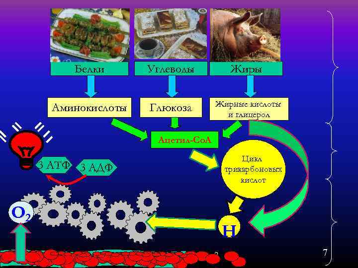    Белки  Углеводы   Жиры     