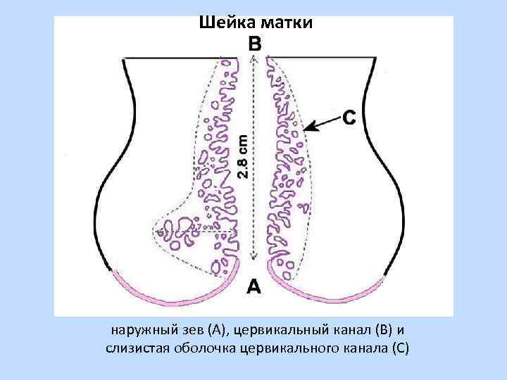 Где находится цервикальный канал у женщин рисунок