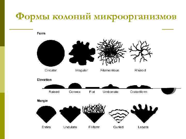 Формы колоний микроорганизмов 