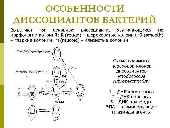 ОСОБЕННОСТИ ДИССОЦИАНТОВ БАКТЕРИЙ Выделяют три основных диссоцианта, различающихся по морфологии колоний: R (rough) –