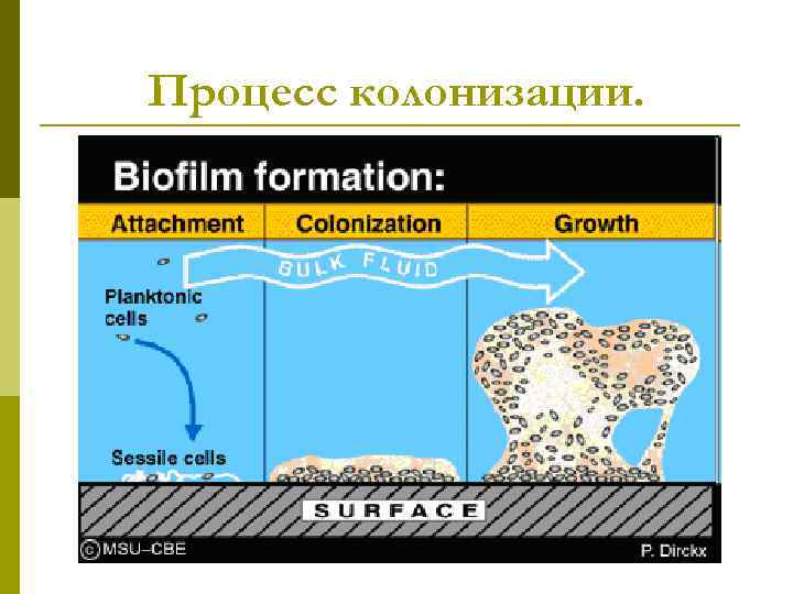 Процесс колонизации. 