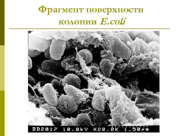 Фрагмент поверхности колонии E. coli. 