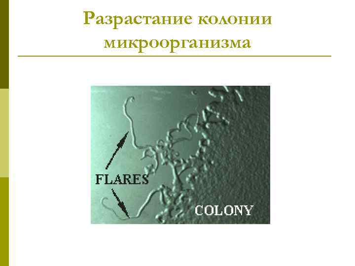 Разрастание колонии микроорганизма 