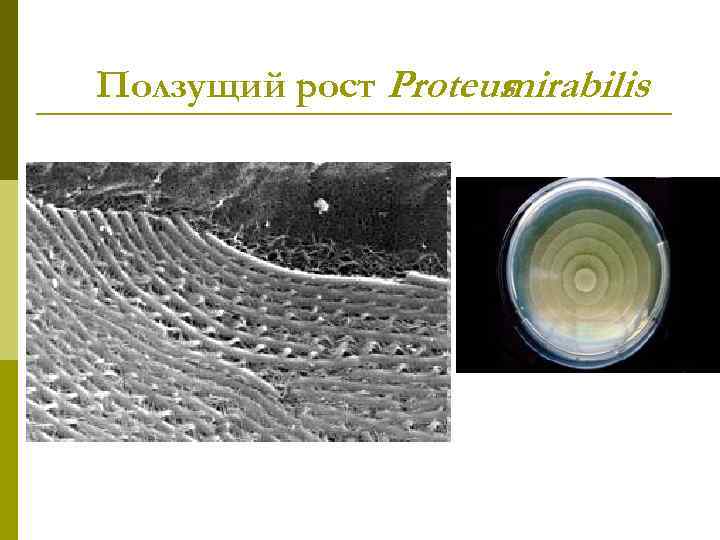 Ползущий рост Proteus mirabilis 