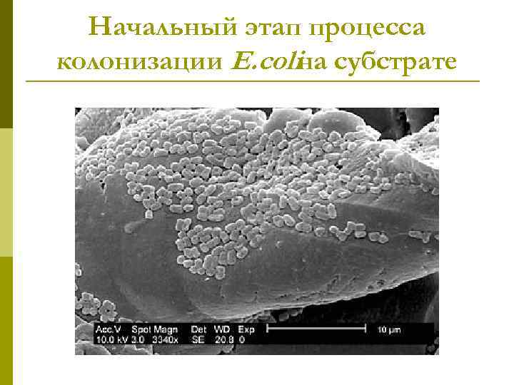 Начальный этап процесса колонизации E. coliна субстрате 