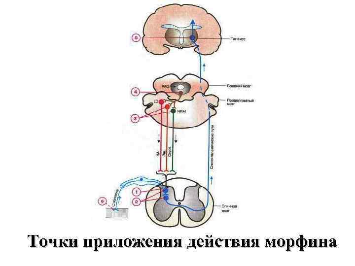 Точки приложения действия морфина 
